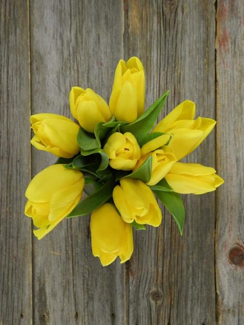 YELLOW TULIPS